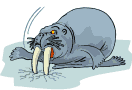 tricheco denti ghiaccio.gif